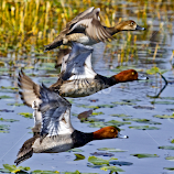Three redheaded ducks - 2 males and a female by Sandy Scott -  