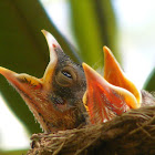 baby robins
