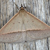 Geometriod Moth