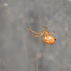 Southern black widow (hatchling)