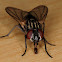 Housefly, mosca doméstica