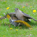 Cooper's Hawk with Yellow Shafted Northern Flicker