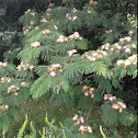 Silk Tree, "Mimosa"