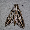 White lined Sphinx Moth