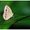 CHINESE BUSHBROWN