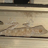 Israeli Fan Fingered Gecko