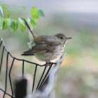 Hermit Thrush