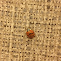 Multicolored Asian Lady Beetle