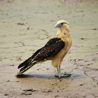 Caracara cabecigualdo