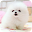 Lovely Pet  Lwp Download on Windows