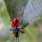 Harlequin Bug Nymph