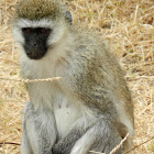 Vervet Monkey