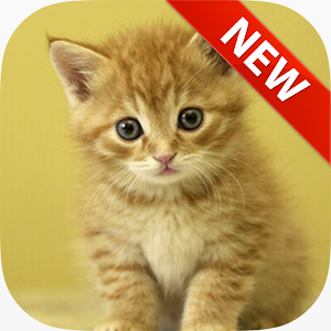 Cute Cat Wallpapers.apk 1.0