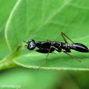 Ant-mimicking Preying Mantis