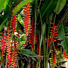 lobster-claws, wild plantains or false bird-of-paradise.