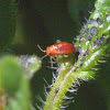 Four-lined Plant Bug, nymph early instar