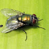 Fly (Green Bottle)