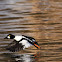 Common Goldeneye