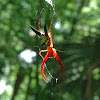 Arrowshaped Micrathena