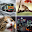 Picture Puzzle Download on Windows