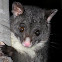 Brush-tailed Possums