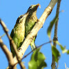 The Brown-headed Barbet or Large Green Barbet