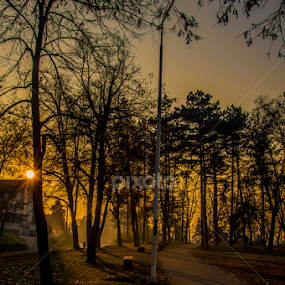 Morning by Марко Гробар Нешић - Nature Up Close Trees & Bushes