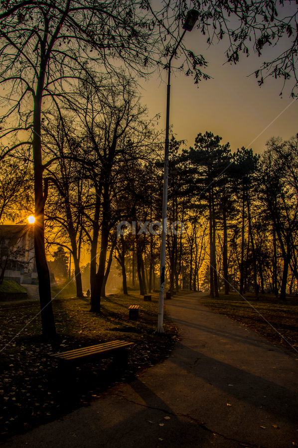 Morning by Марко Гробар Нешић - Nature Up Close Trees & Bushes