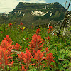 Indian Paintbrush