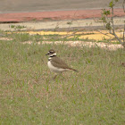 Killdeer