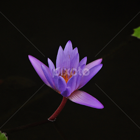 alone of purple lotus by Iyus Djuhara - Flowers Single Flower