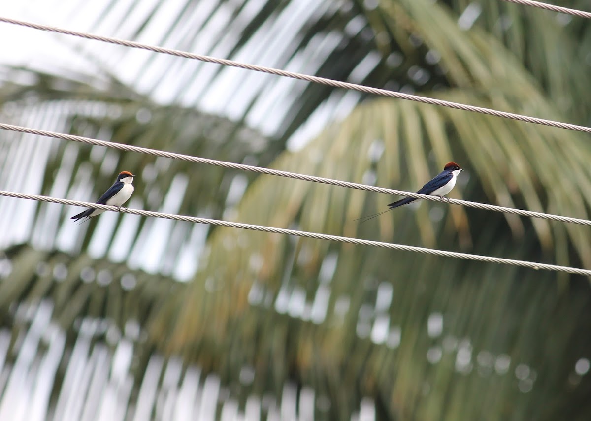 Wire -tailed swallows