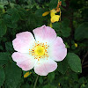 Dog rose