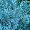 silver ragwort; dusty miller