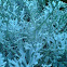 silver ragwort; dusty miller