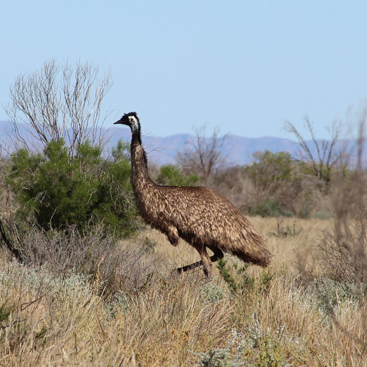 Emu