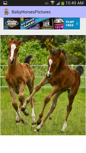 【免費個人化App】Baby Horses Pictures-APP點子