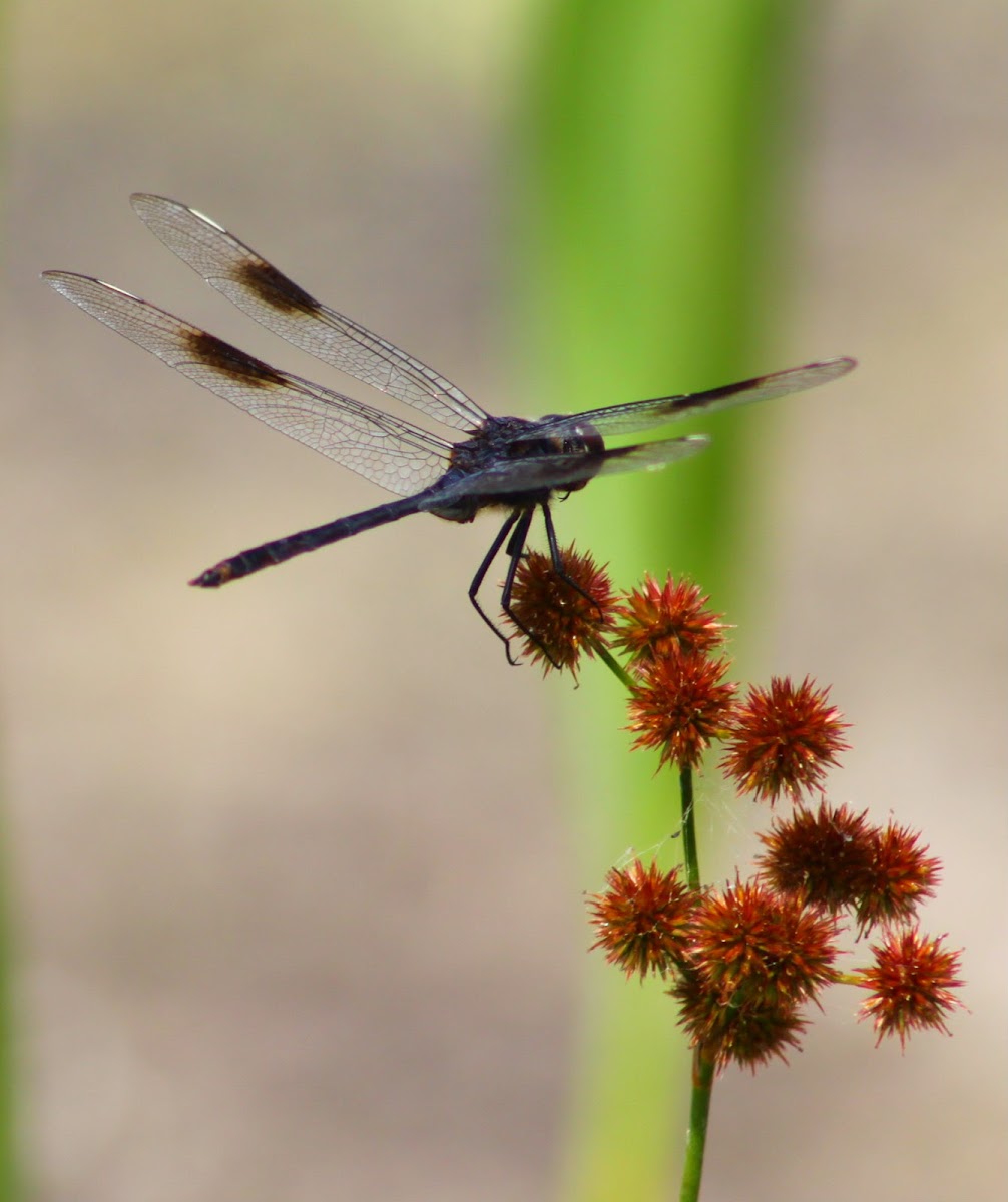 Four-spotted Pennant Dragonfly