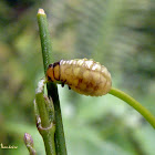 Unidentified beetle larva