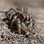 jumping spider