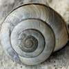 Mount Olympus snail