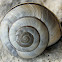 Mount Olympus snail