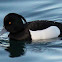 Tufted duck, male