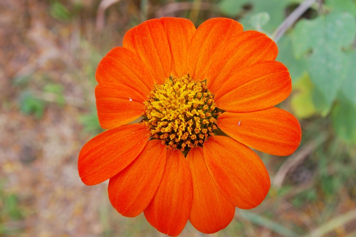 Mexican Sunflower