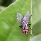 Flesh Fly