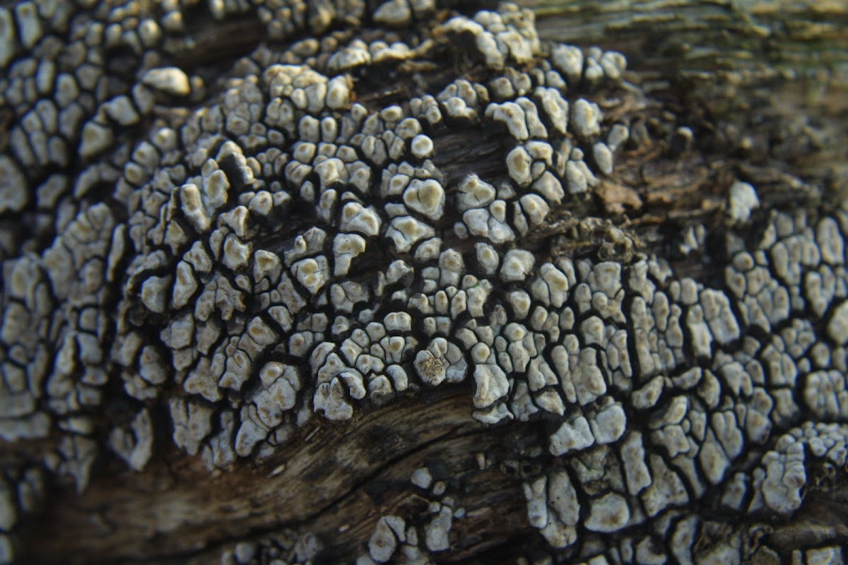 Ceramic Fungus