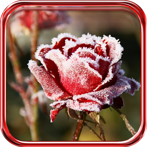 Red Frozen Rose LWP LOGO-APP點子