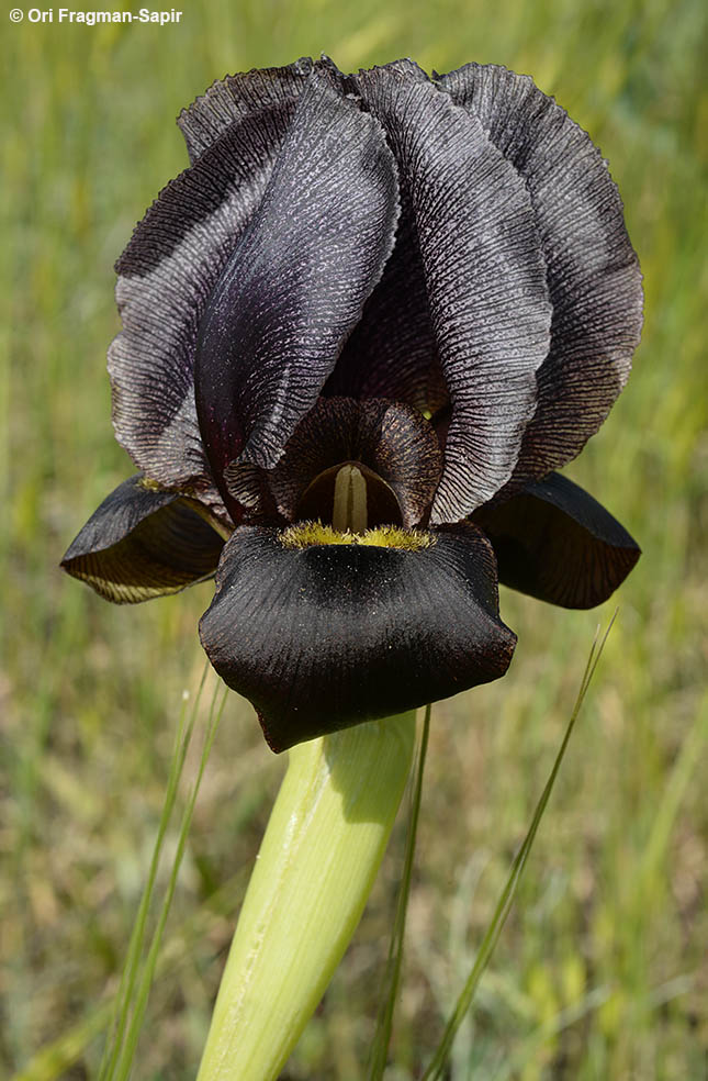 Dark-brown Iris