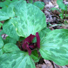 Red Trillium