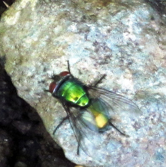 Common Green Bottle Fly Project Noah